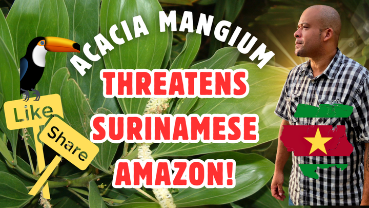 Save the Surinamese Amazon – Locals Need Your Help! campaign photo, 1 of 7