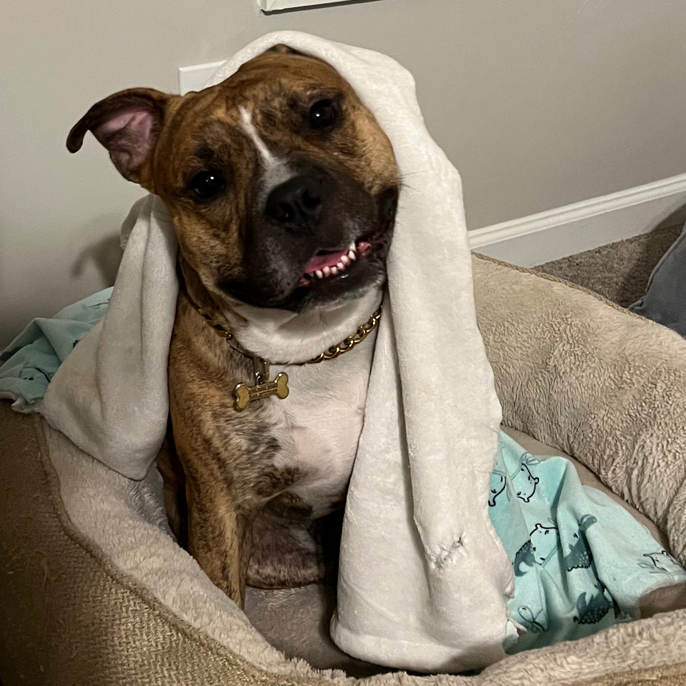 Help Yeezy walk pain free again-MPL Surgery