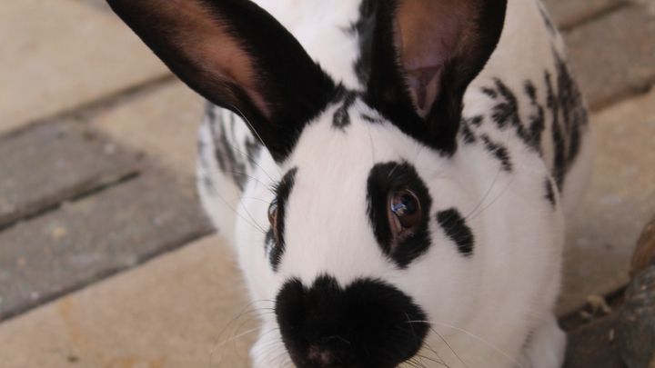 Help Hoppyhope nurse sick bunnies campaign photo, 1 of 2
