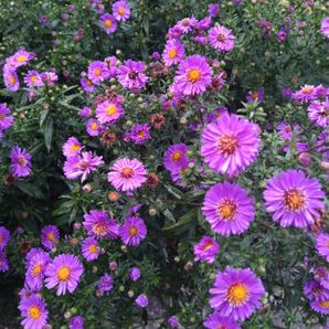 UNISG STUDENTS Pollenzo, Italy