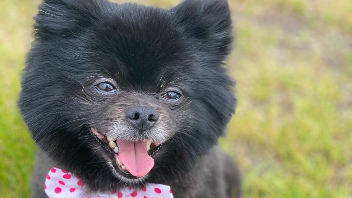 Help Us Preserve Smokey’s Memory campaign photo, 1 of 7