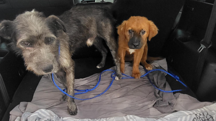 Help to Save Mr. Black's Leg campaign photo, 1 of 3