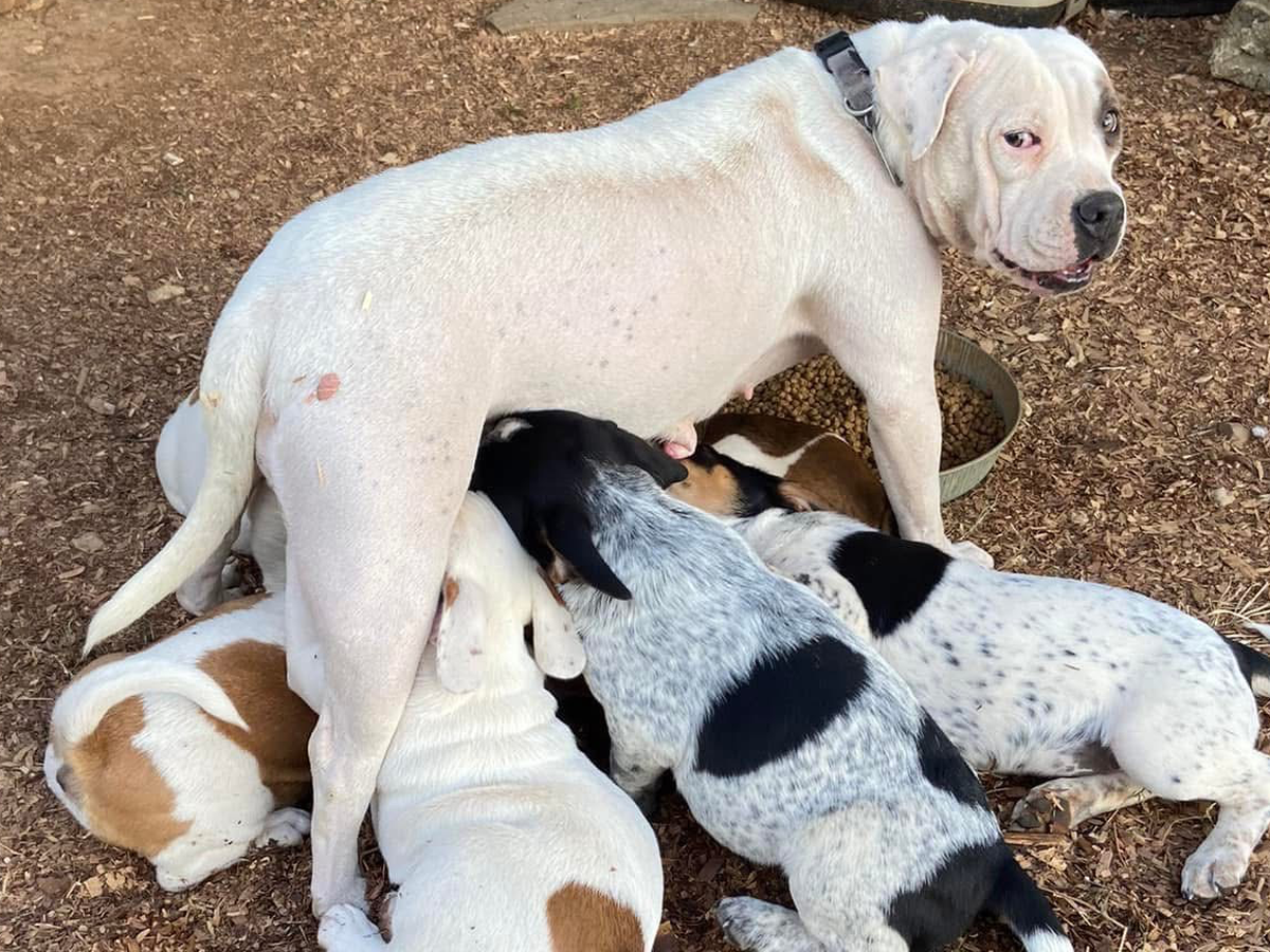 Fundraiser by Samantha McGuire : Support Safe Winter Haven for Mommy Dogs  and their Puppies