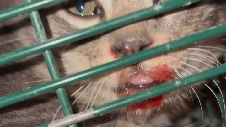 Ayuda urgente: cirugía vital para un gatito bebé! campaign photo, 1 of 6