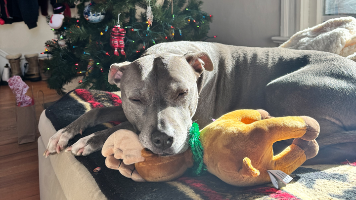 Help Beezy Get Back on Her Paws campaign photo, 1 of 8