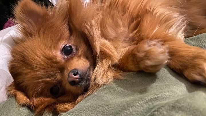 Help Maple Get Neurological Care campaign photo, 1 of 8