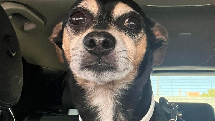 Help Murphy get his surgery campaign photo, 1 of 3