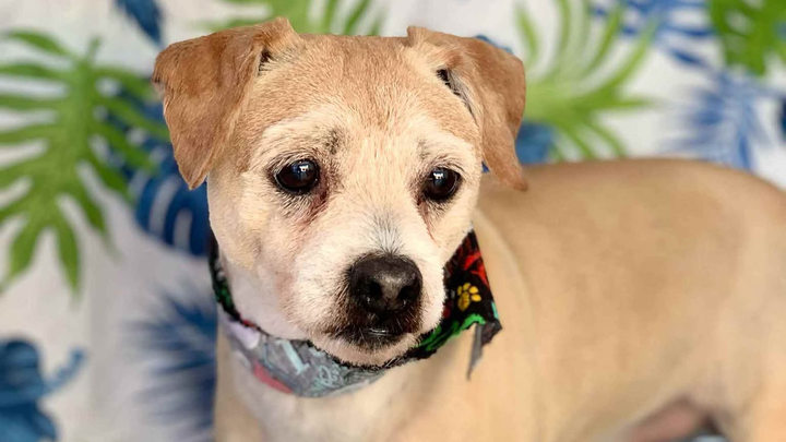 Romeo's End of Life campaign photo, 1 of 3