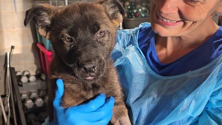 Support Ridge and His Littermates Fighting Distemper campaign photo, 1 of 8