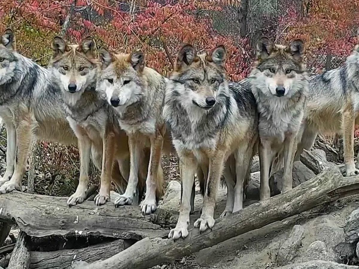 Protect Apex Predators, Protect Our Wilds campaign photo, 1 of 8