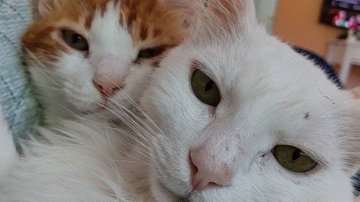 Straycatsanctuary - Feed over 70 Animals in July 2026 campaign photo, 1 of 3