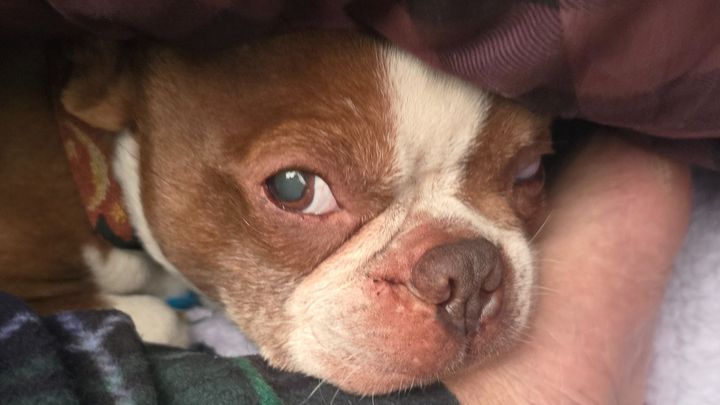 Help Save Pancho’s Life: Emergency Surgery Needed campaign photo, 1 of 7