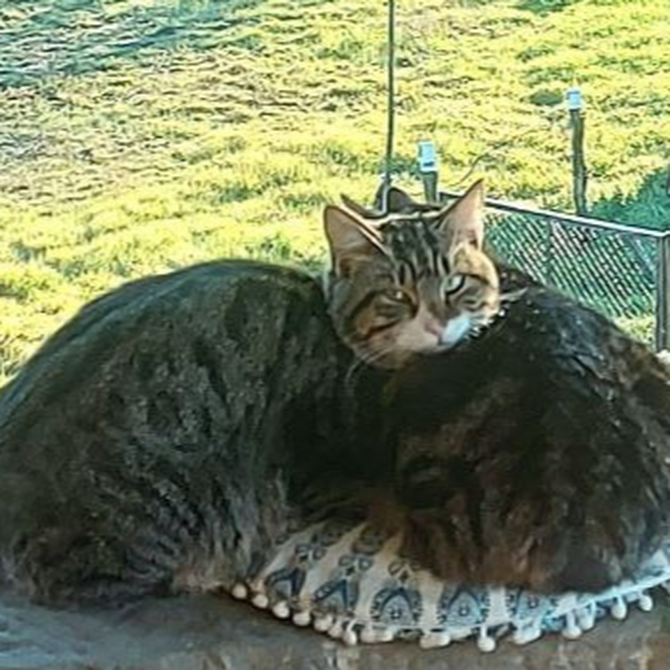Aiuta i gatti abbandonati in Umbria!