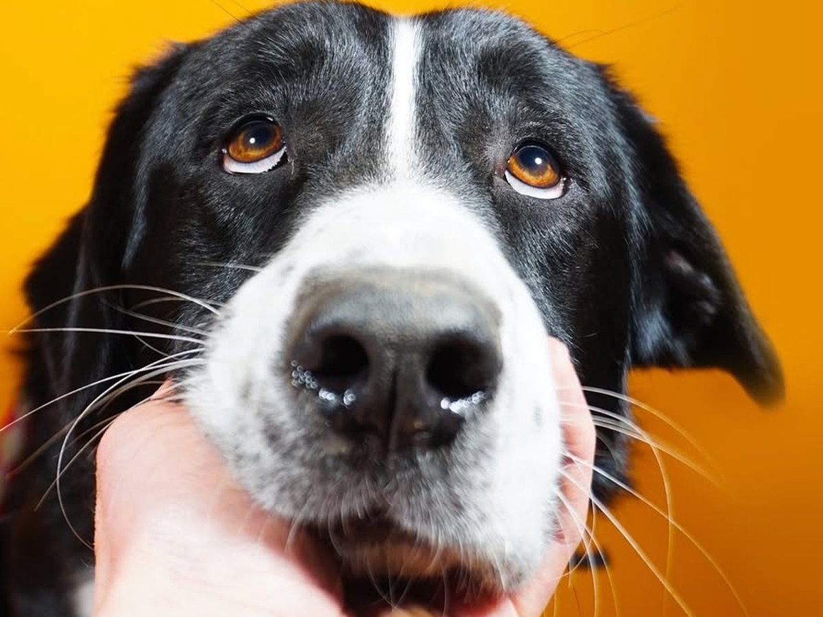 Raising funds for Adorra Dog Shelter campaign photo, 1 of 8