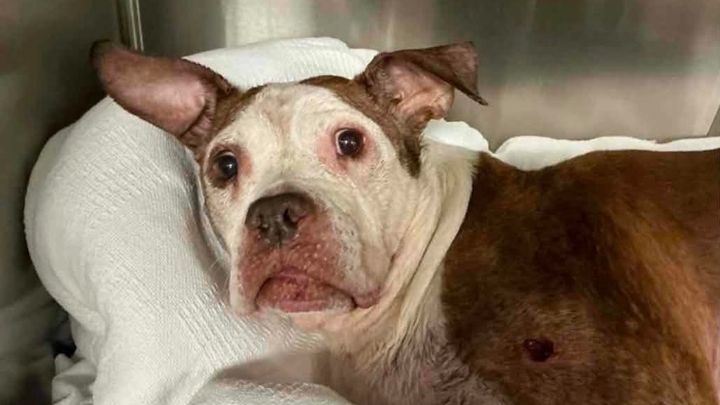 Help Reese Heal After Traumatic Injury campaign photo, 1 of 3