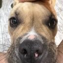 Profile photo of Deanna Arnone