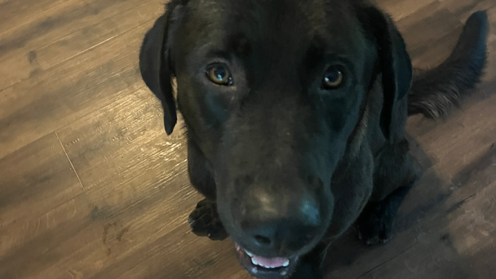 Donate to Bear's Heartworm Treatment Fund campaign photo, 1 of 6