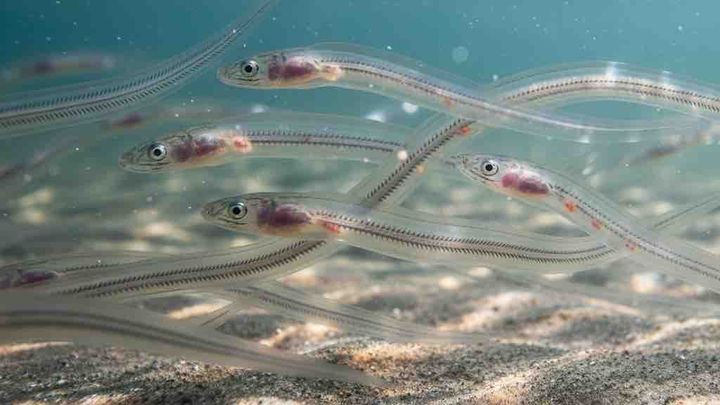 Foto de la recaudación de fondos Save the European Eel - Support DASEE, 1 de 4