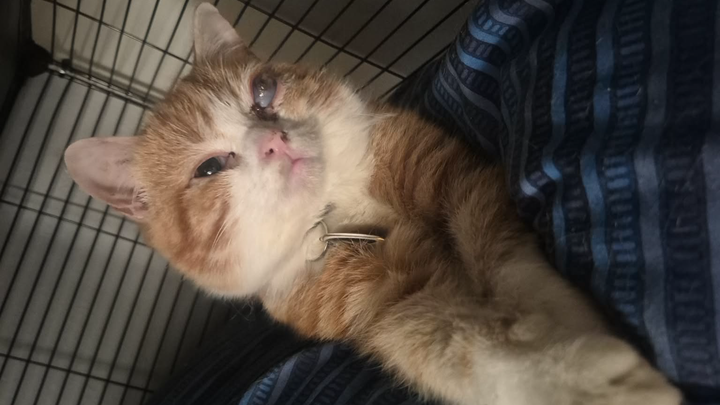 Help give Tom the care he deserves. campaign photo, 1 of 8