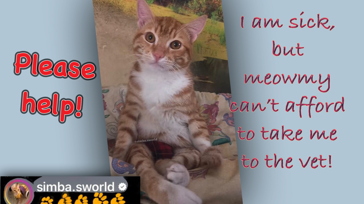 Help Simba Get the Vet Care He Needs campaign photo, 1 of 5