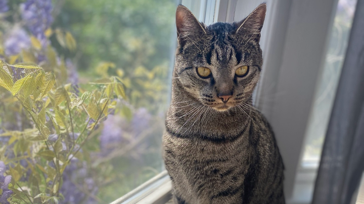 Fundraiser By Kylie Thuotte Cat With Heart Failure fundraiser-by-kylie-thuotte-cat-with-heart-failure