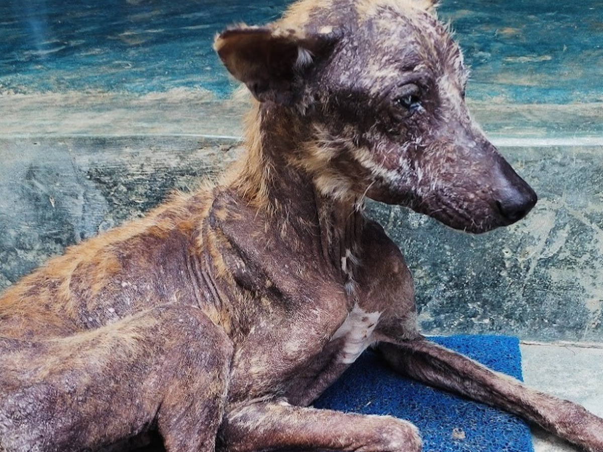 Help Give Stray Dogs & Cats in Bentota a Better Future ❤️ campaign photo, 1 of 8