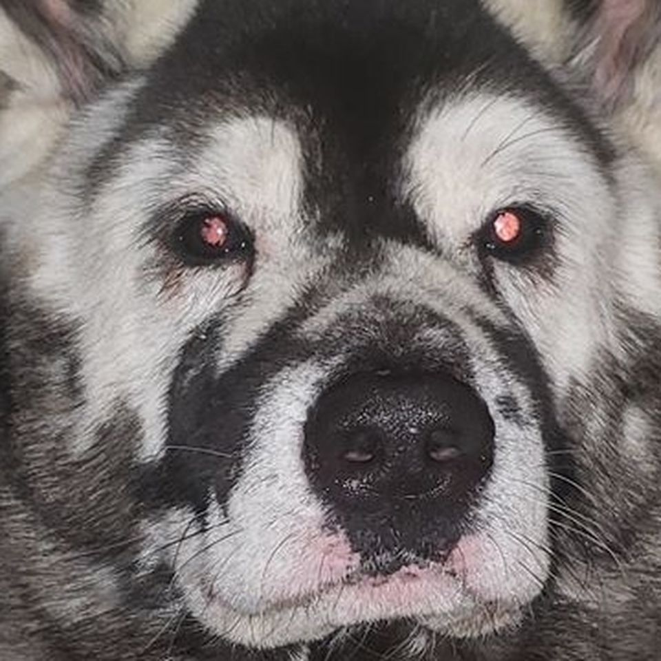 Fundraiser By Tony Modica Jax Needs Your Help