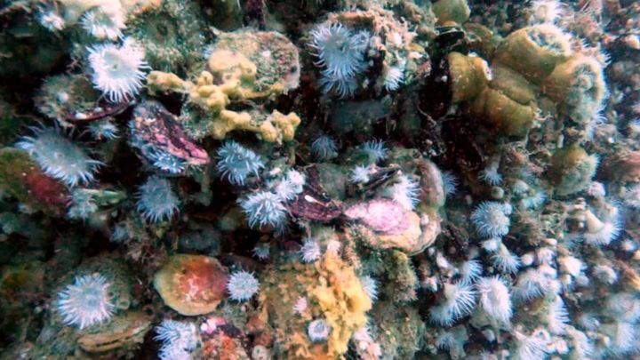 Help US Restore Patagonia's Native Oyster Reefs campaign photo, 1 of 6