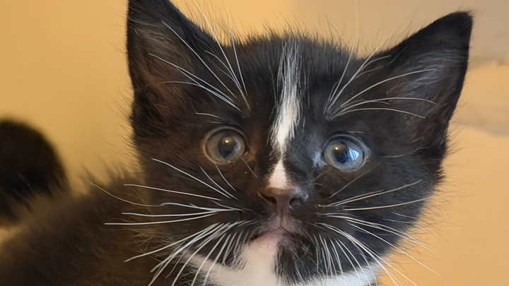 Help Us Reopen Our Doors to Kittens in Need campaign photo, 1 of 3