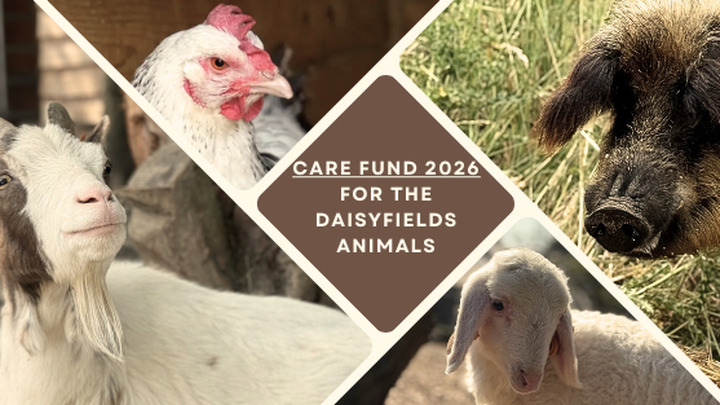 Care Fund 2026 for the Daisyfields Animals campaign photo, 1 of 3