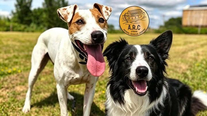 Support our wonderful charity - ARC Rescue Centre campaign photo, 1 of 3