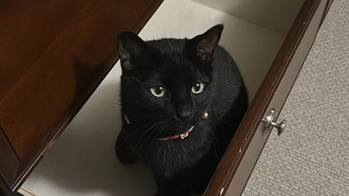 Help Jabari Get Cici the Vet Care She Needs campaign photo, 1 of 8