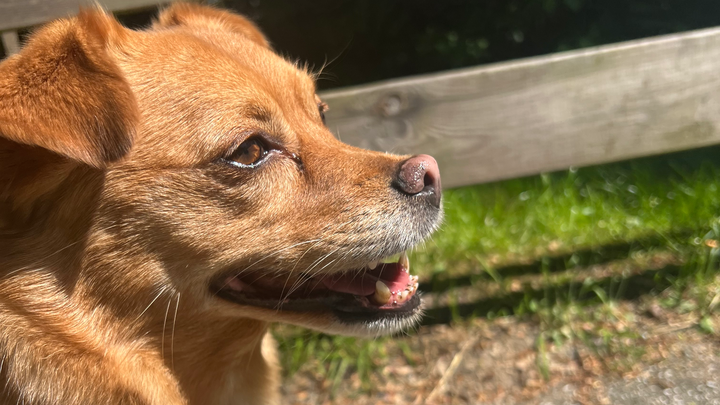 Hilfe für Frida. Dringend OP wegen Kreuzbandriss campaign photo, 1 of 4