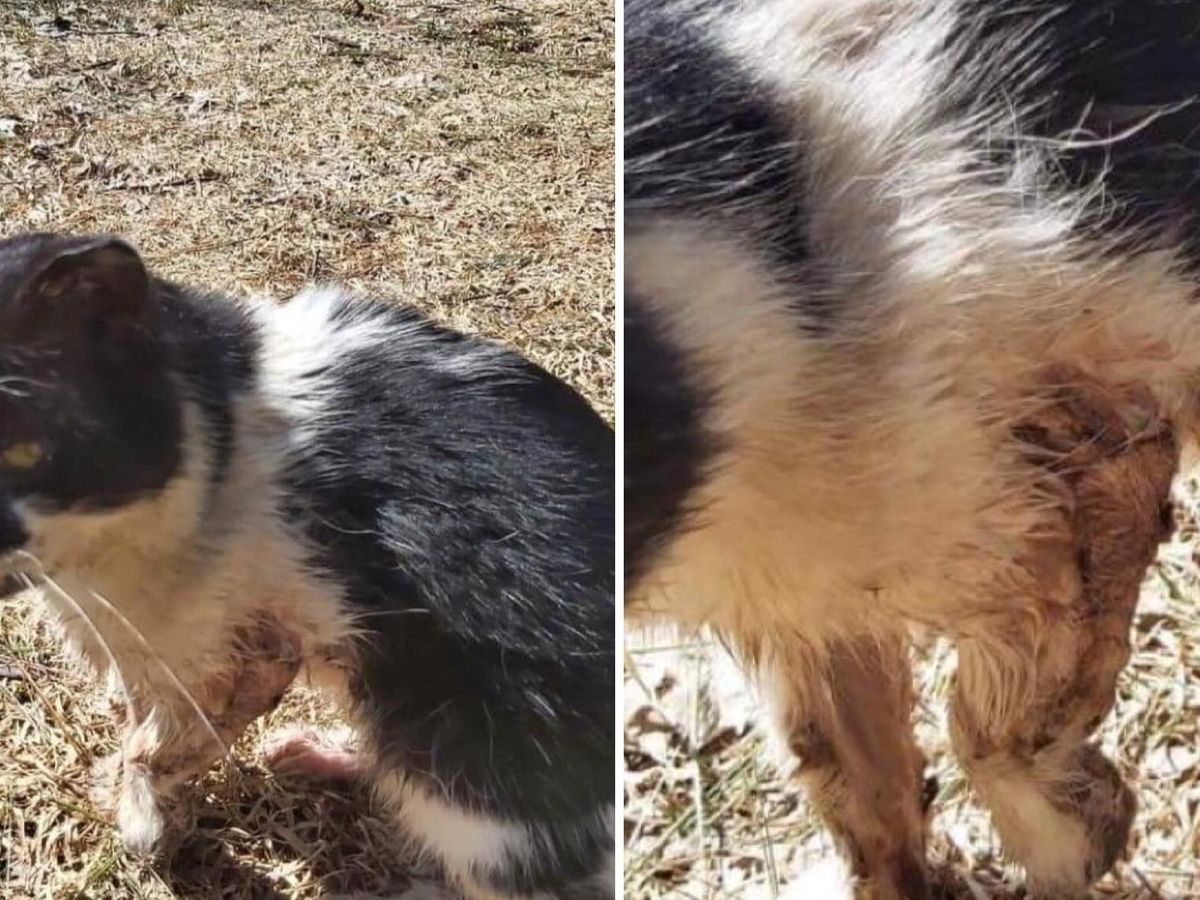 Fundraiser By Celine Crom Soins Veterinaires Cali De Com