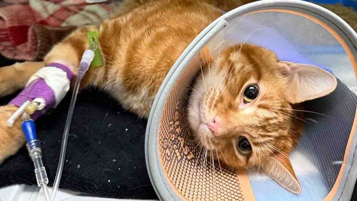 Toño’s Emergency Vet care campaign photo, 1 of 7