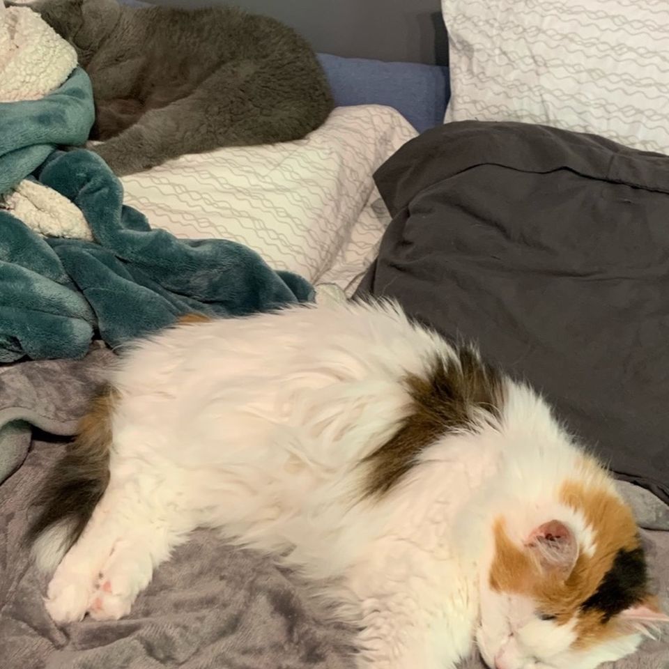 Fundraiser By Charlie Labelle Help Princess And Michel Get Better