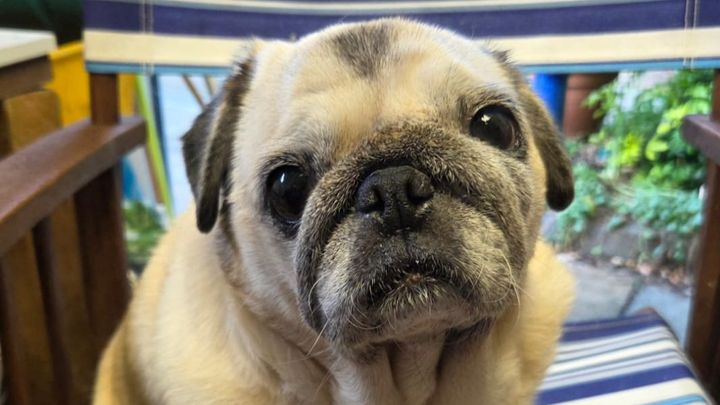 Pippa the Pug needs an Operation campaign photo, 1 of 5