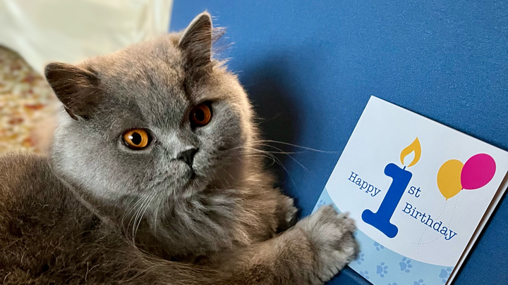 Everest’s Birthday Fundraiser campaign photo, 1 of 8