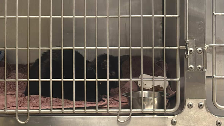 Help Ivy In Her Fight Against Feline Panleukopenia campaign photo, 1 of 8