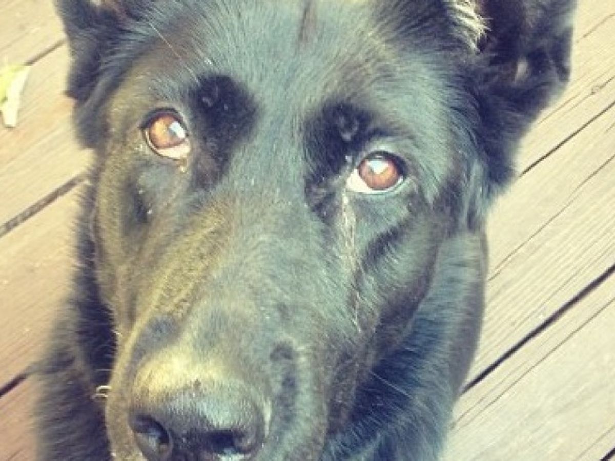 Save Arka's Leg campaign photo, 1 of 3