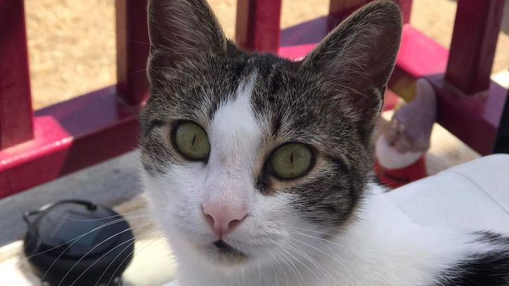 Greek Island Cat Rescue campaign photo, 1 of 3