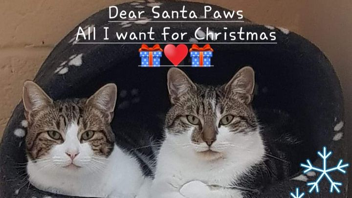 Noah's Ark Pet Rescue Christmas Appeal campaign photo, 1 of 3