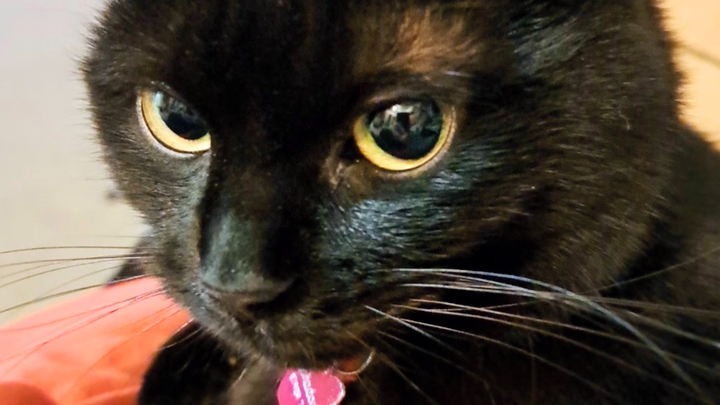 Help us give Shadow a final farewell campaign photo, 1 of 3