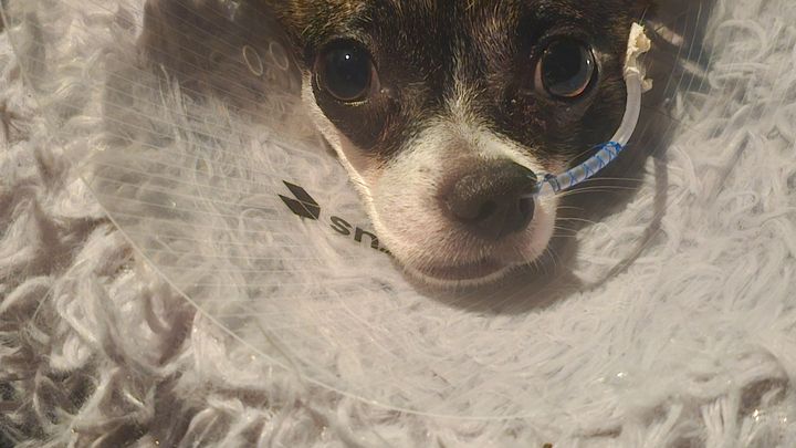 For the Love of Mickey: Help Our Rescue Heal campaign photo, 1 of 8
