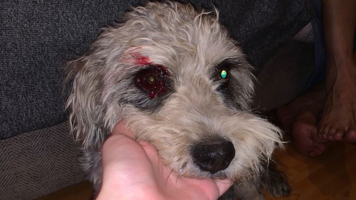 Urgent Care Needed for Our Injured Dog campaign photo, 1 of 7