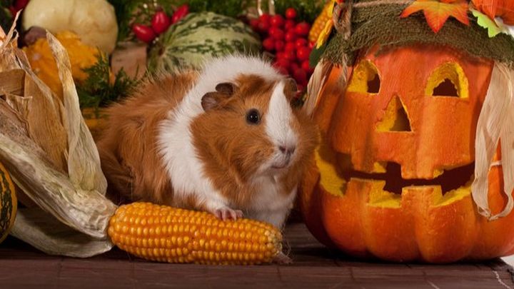 Fall Into Helping The Homeless Guinea Pigs campaign photo, 1 of 3