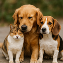 Profile photo of cats and dogs solana