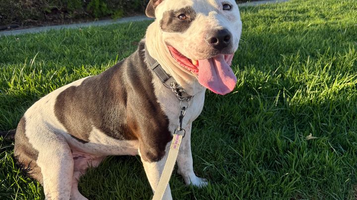 Help Bucket Get the Training He Deserves campaign photo, 1 of 5