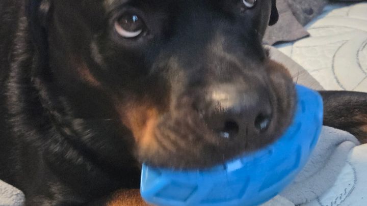 Urgent Surgery for Brie's Service Dog Bugsy campaign photo, 1 of 6