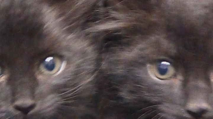 Every Dollar Helps Cathy’s Rescued Kitties campaign photo, 1 of 7
